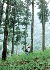 神奈川県 山北町 ハイキング 西丹沢県民の森 森林浴