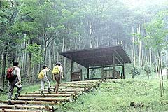 ハイキング 神奈川県 丹沢県民の森 森林浴
