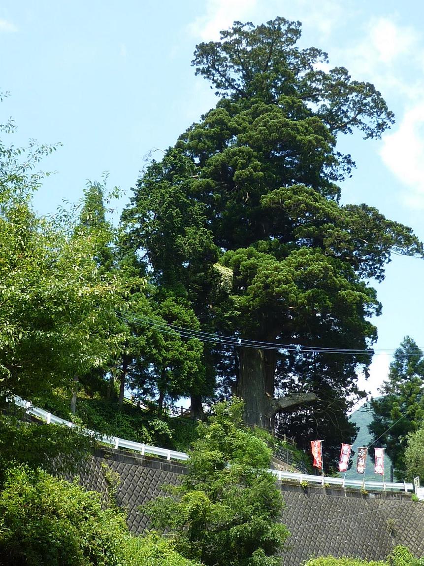 神奈川県 国指定天然記念物 全国名木百選 箒杉(ほうきすぎ）