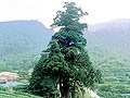自然ドライブ ルート 神奈川県 ゴールデンウィーク情報 2005年 天然記念物 箒杉