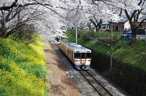 JR御殿場線沿線桜並木