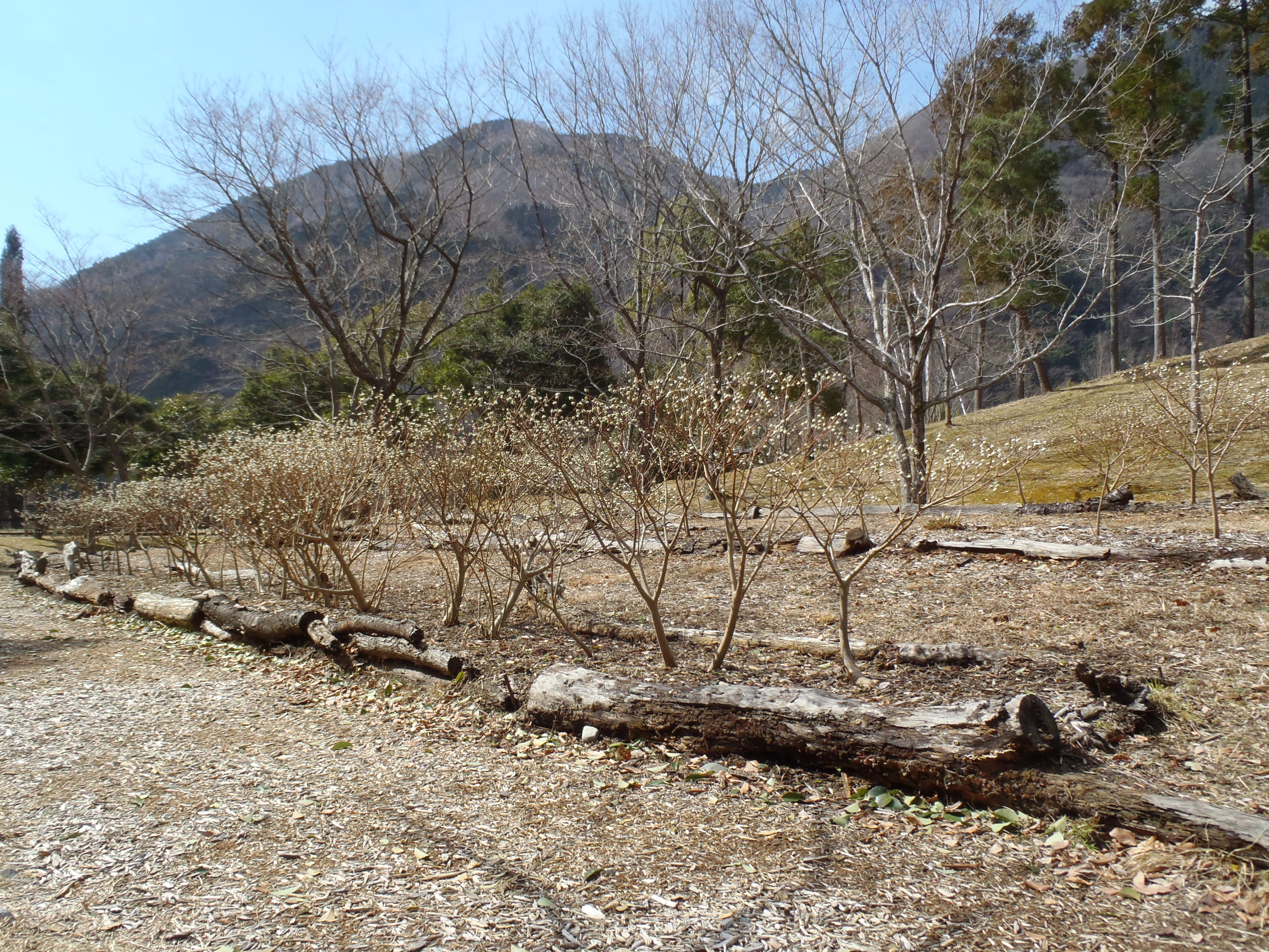 過去の卒業生が植樹した「みつまた」