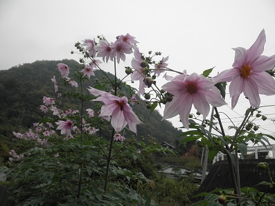 何の花？？