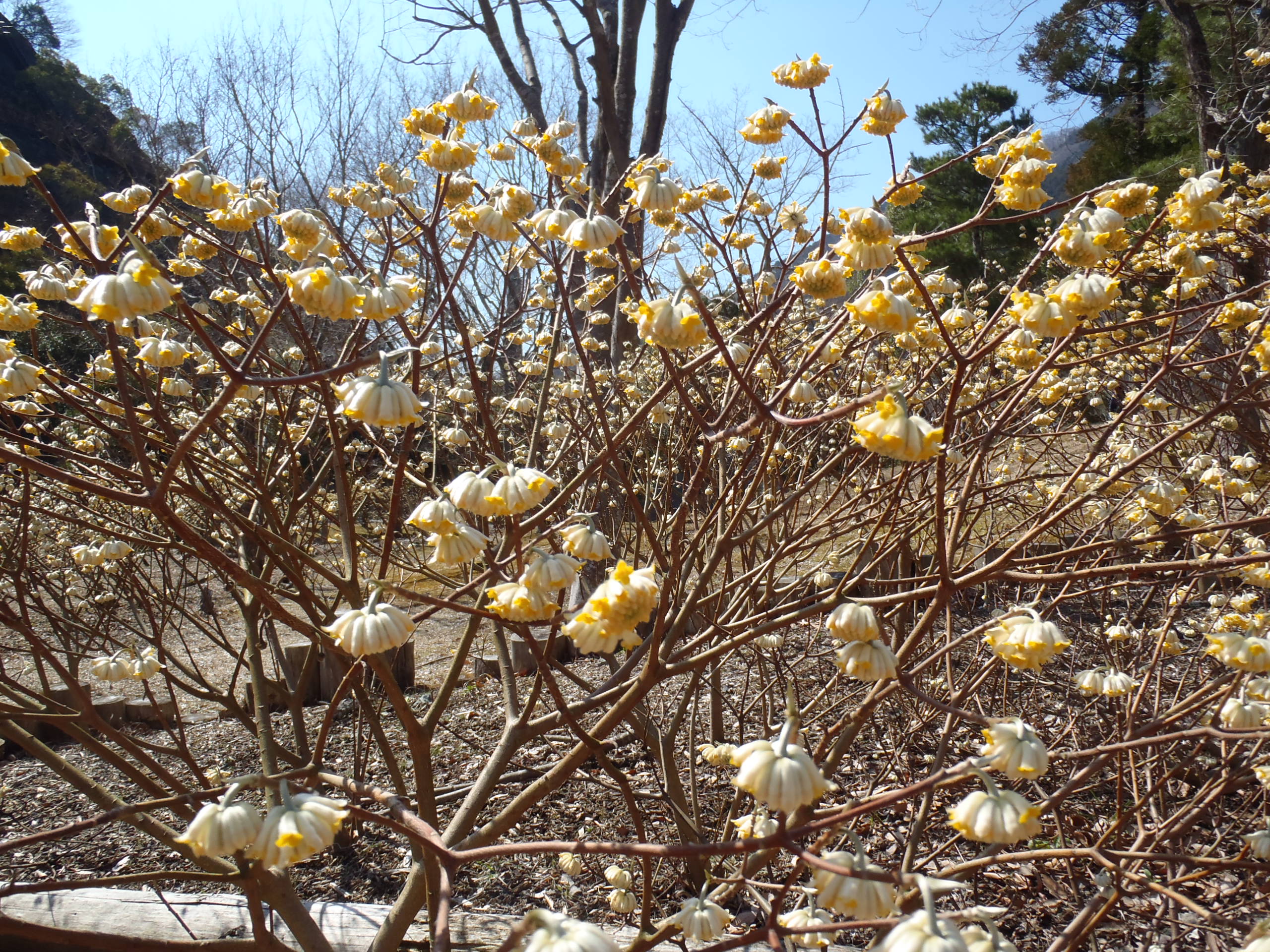 みつまたの花